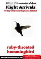 GoCottage Hummingbird Ad